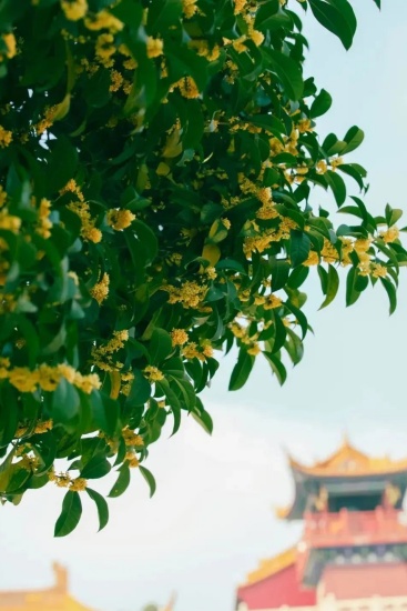 大香林.jpg